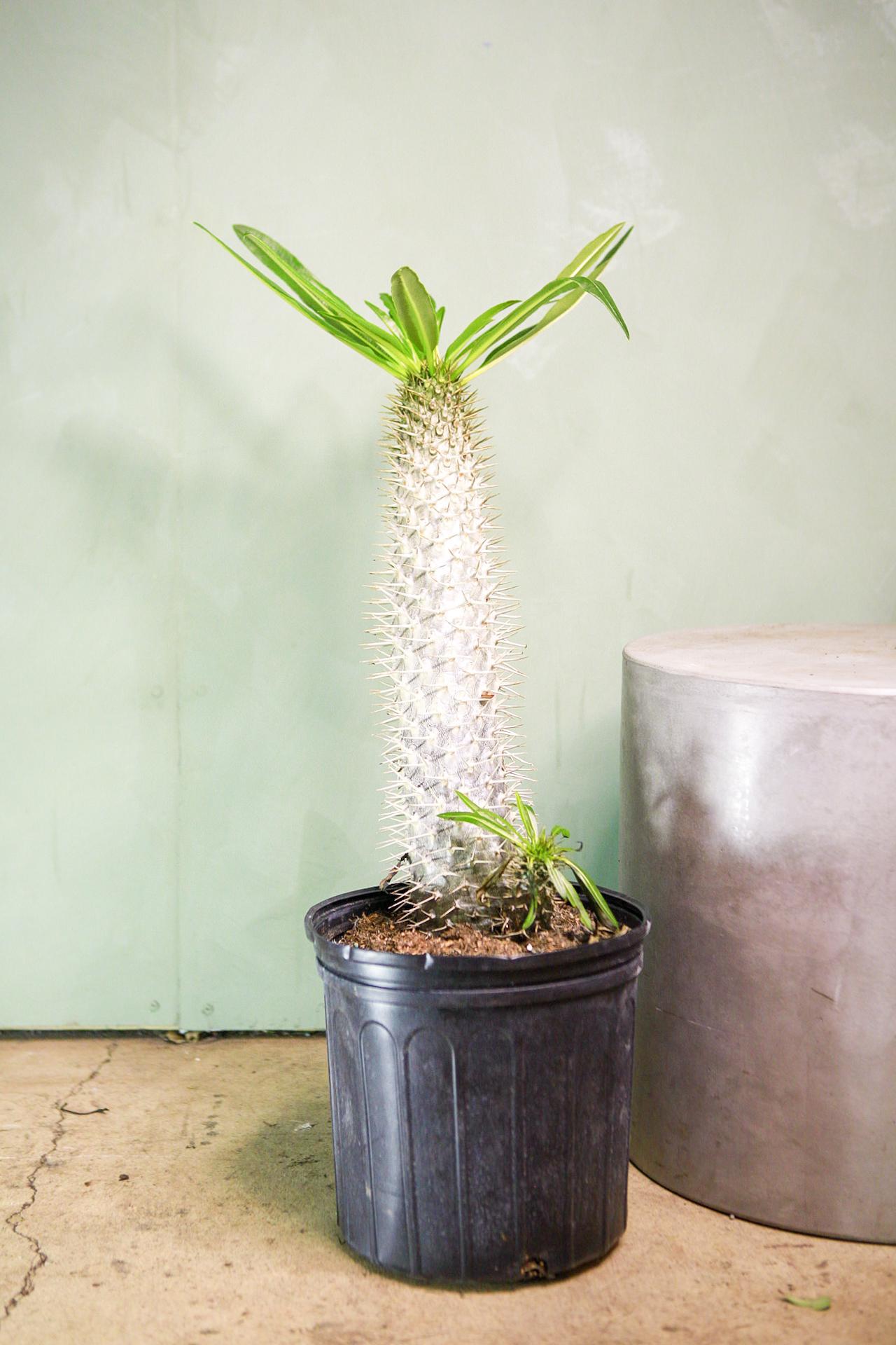 Madagascar Palm