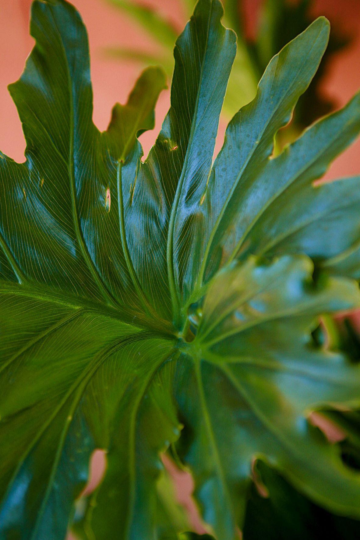 Philodendron Selloum 'Hope'