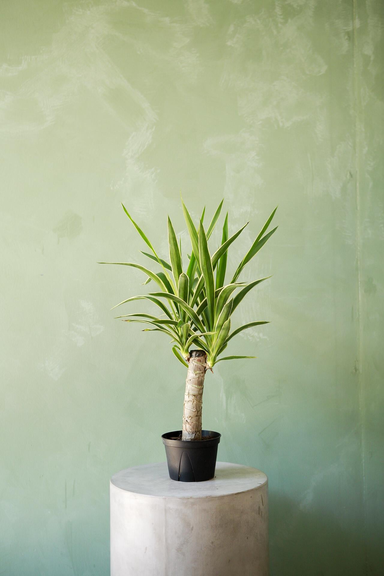 Yucca Cane