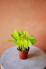 Neon Pothos