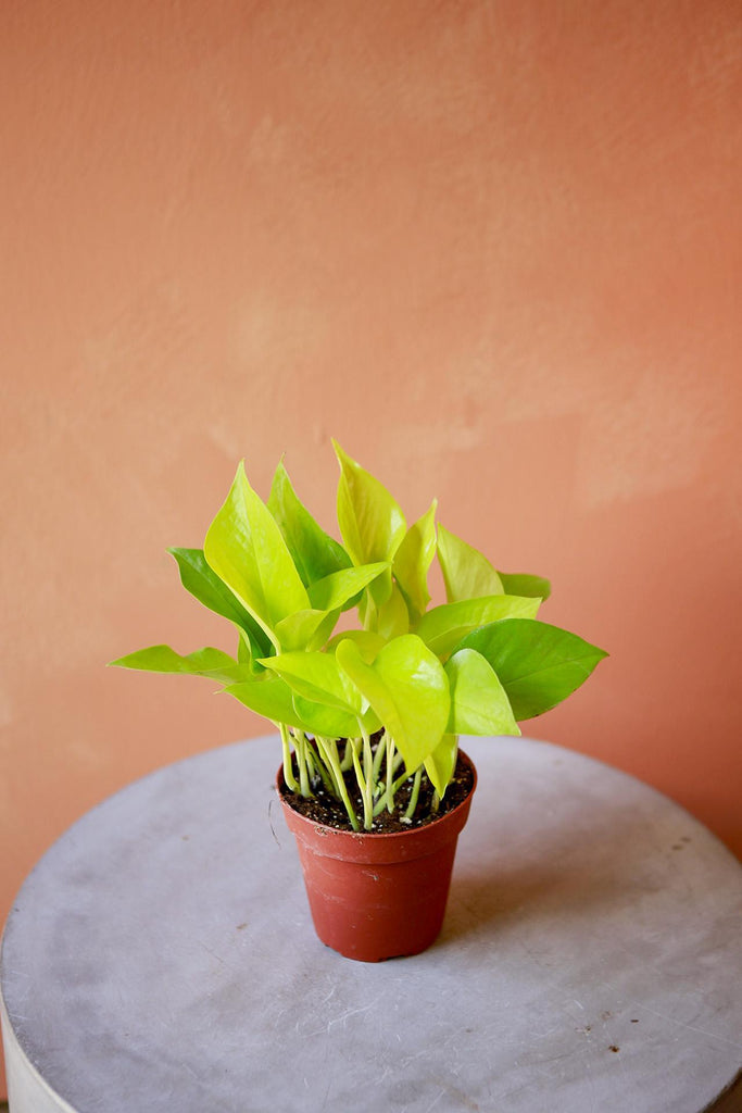 Neon Pothos