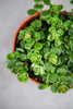 Sedum Makinoi