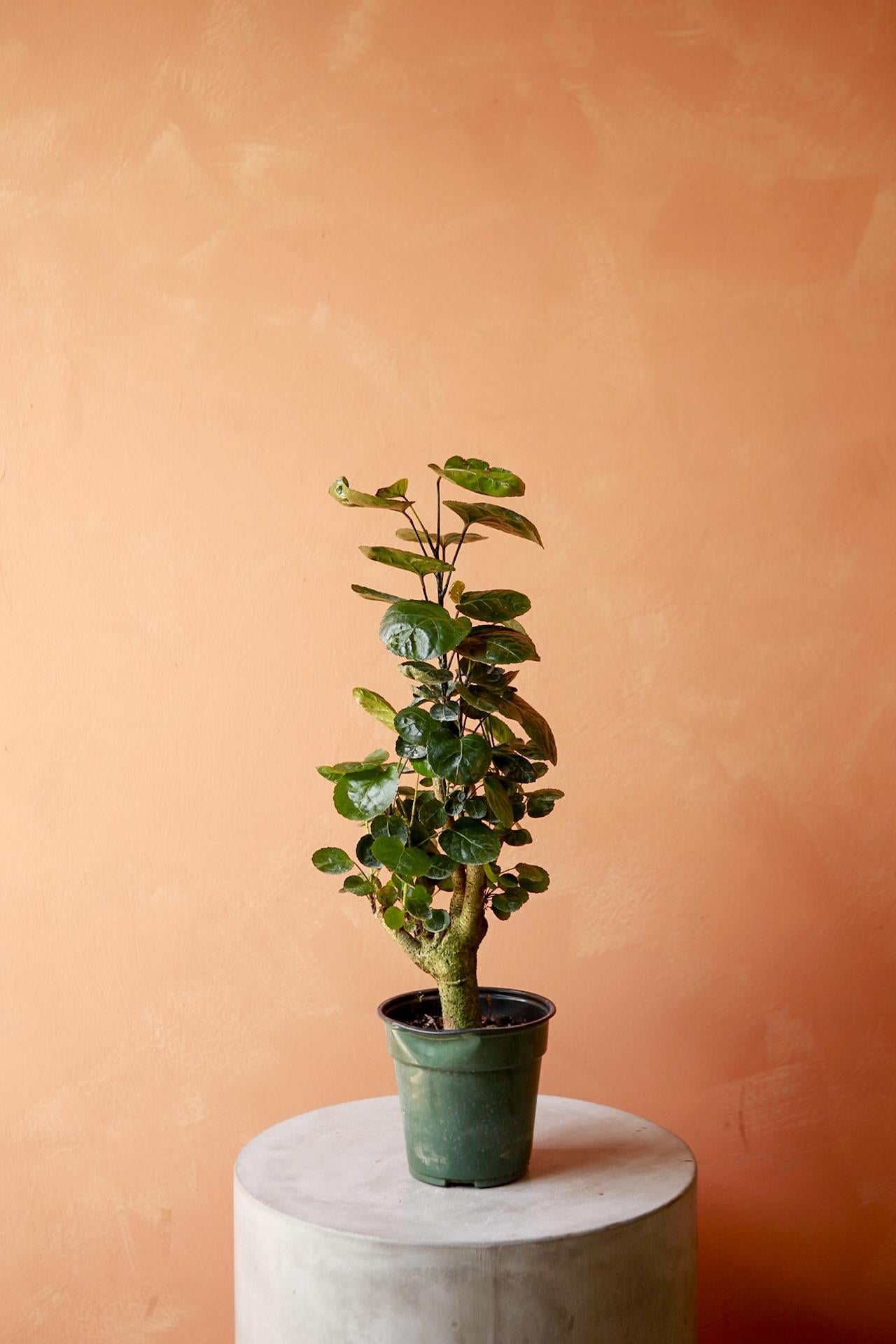 Aralia Fabian Stump