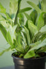 Blue Star Fern