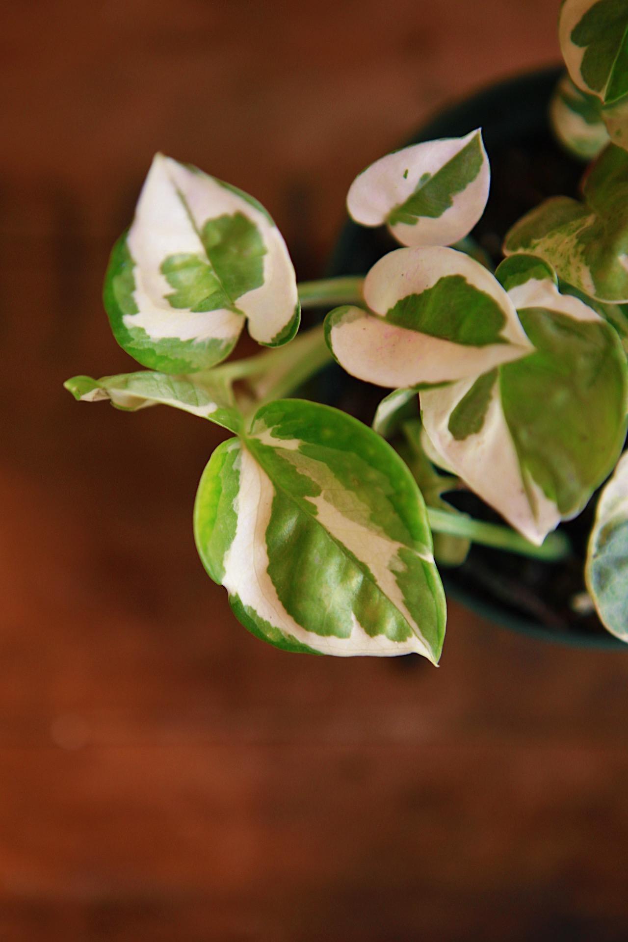 N'Joy' Pothos