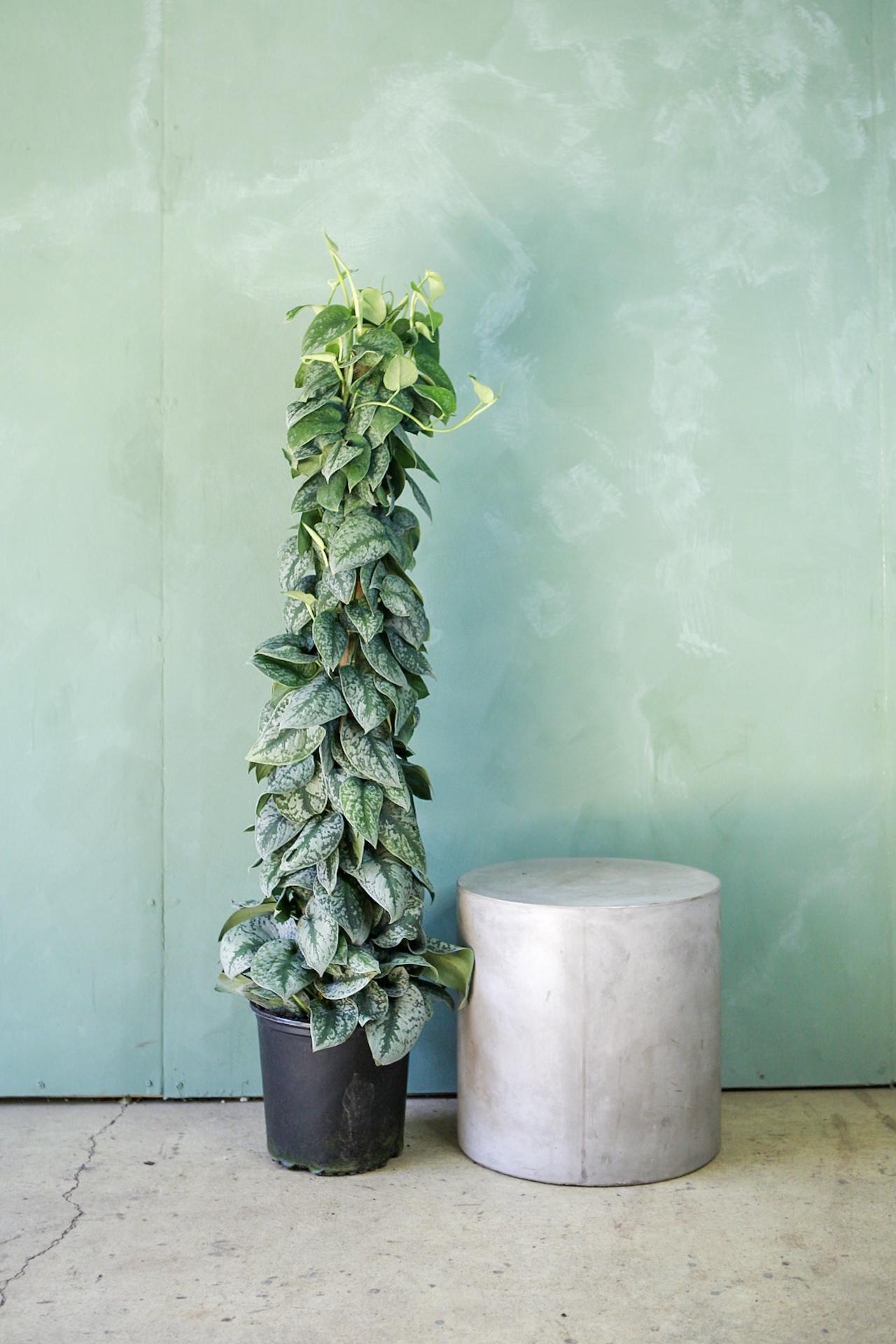 Scindapsus 'Silver Satin'