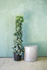 Scindapsus 'Silver Satin'