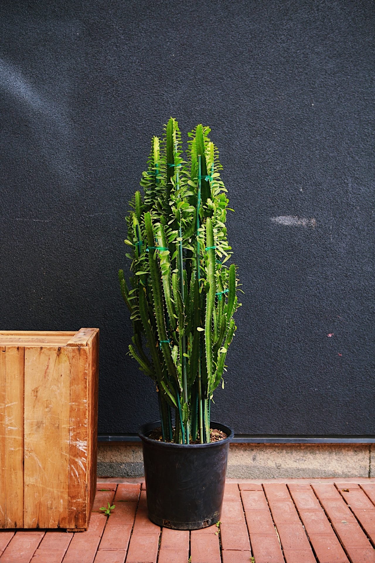 Cathedral Cactus
