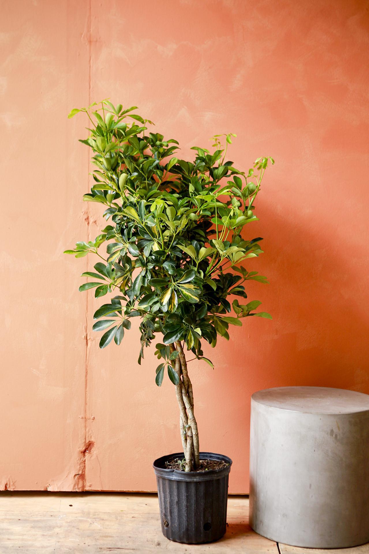 Umbrella Tree 'Gold Capella'