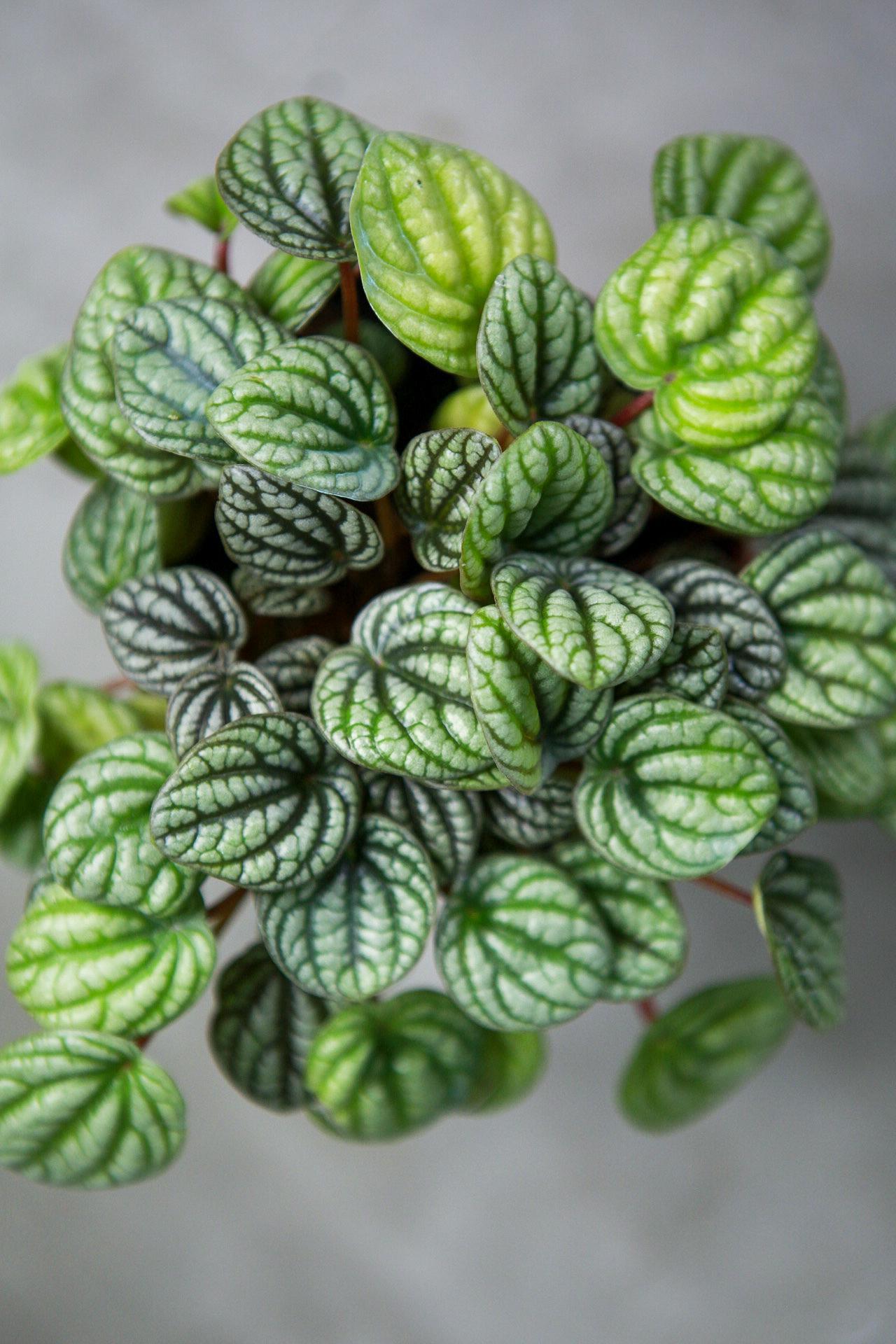 Peperomia 'Burbella'