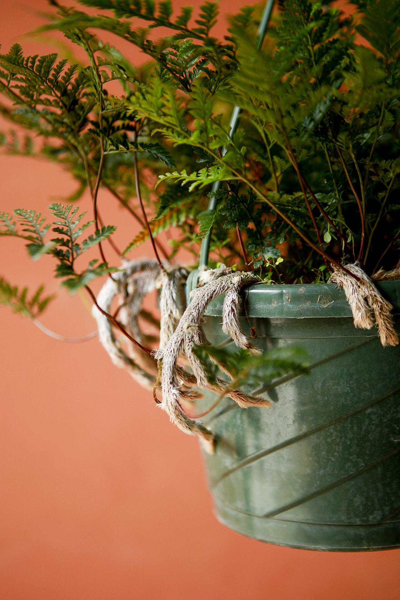 Rabbit's Foot Fern