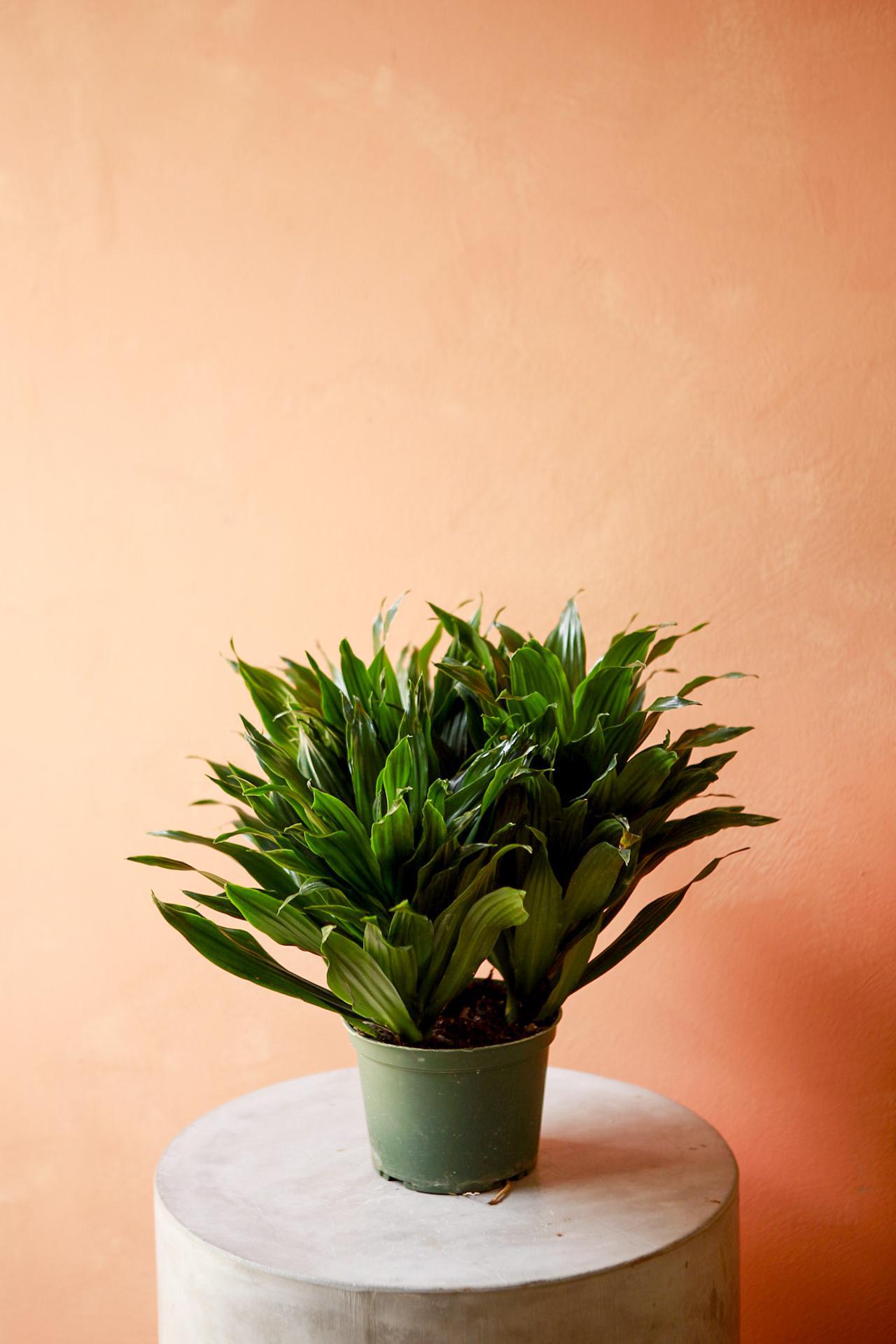 Dracaena 'Janet Craig Compacta'