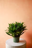 Dracaena 'Janet Craig Compacta'