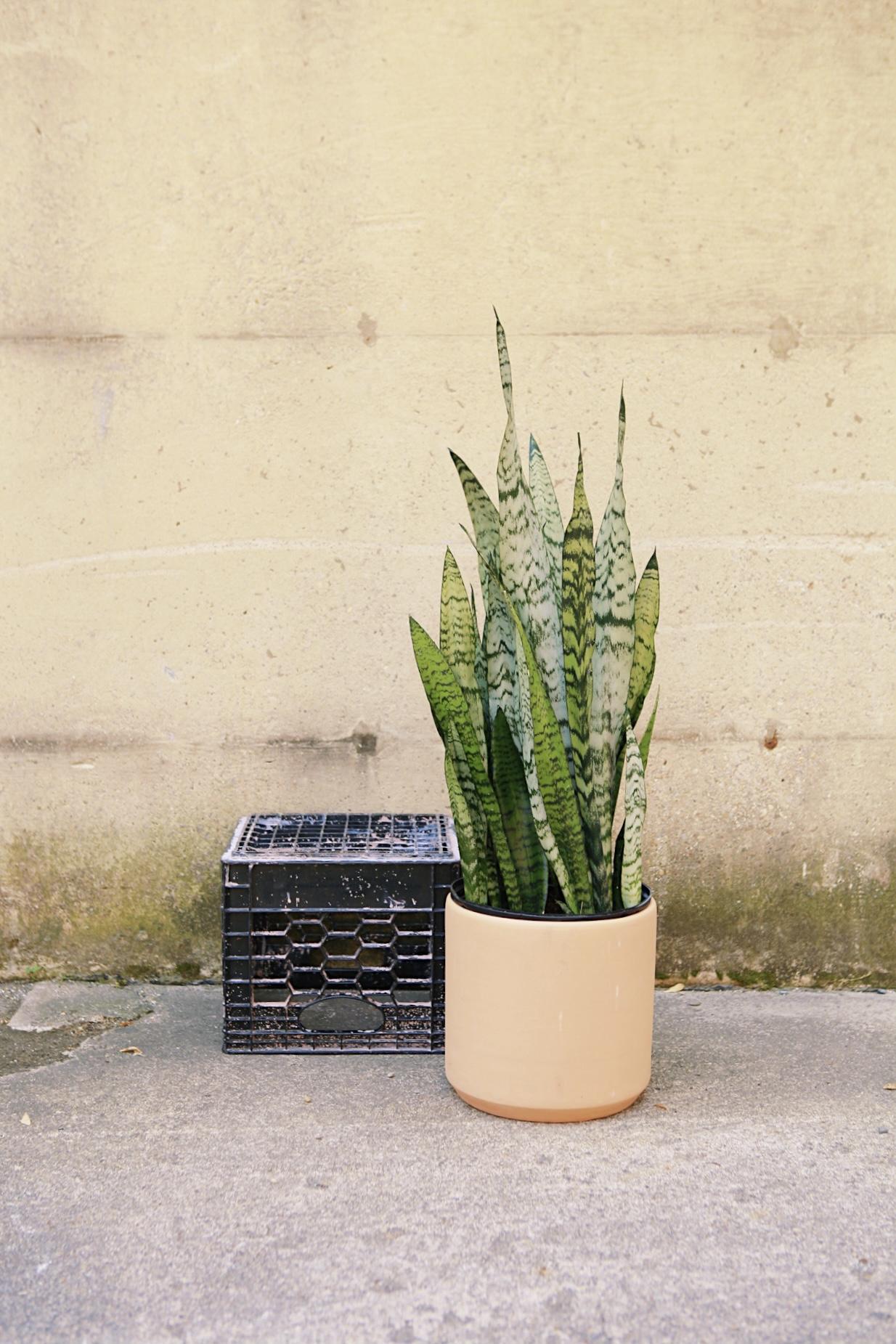 Clay Cylinder Planter