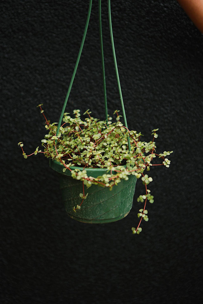 Pilea 'Aquamarine'
