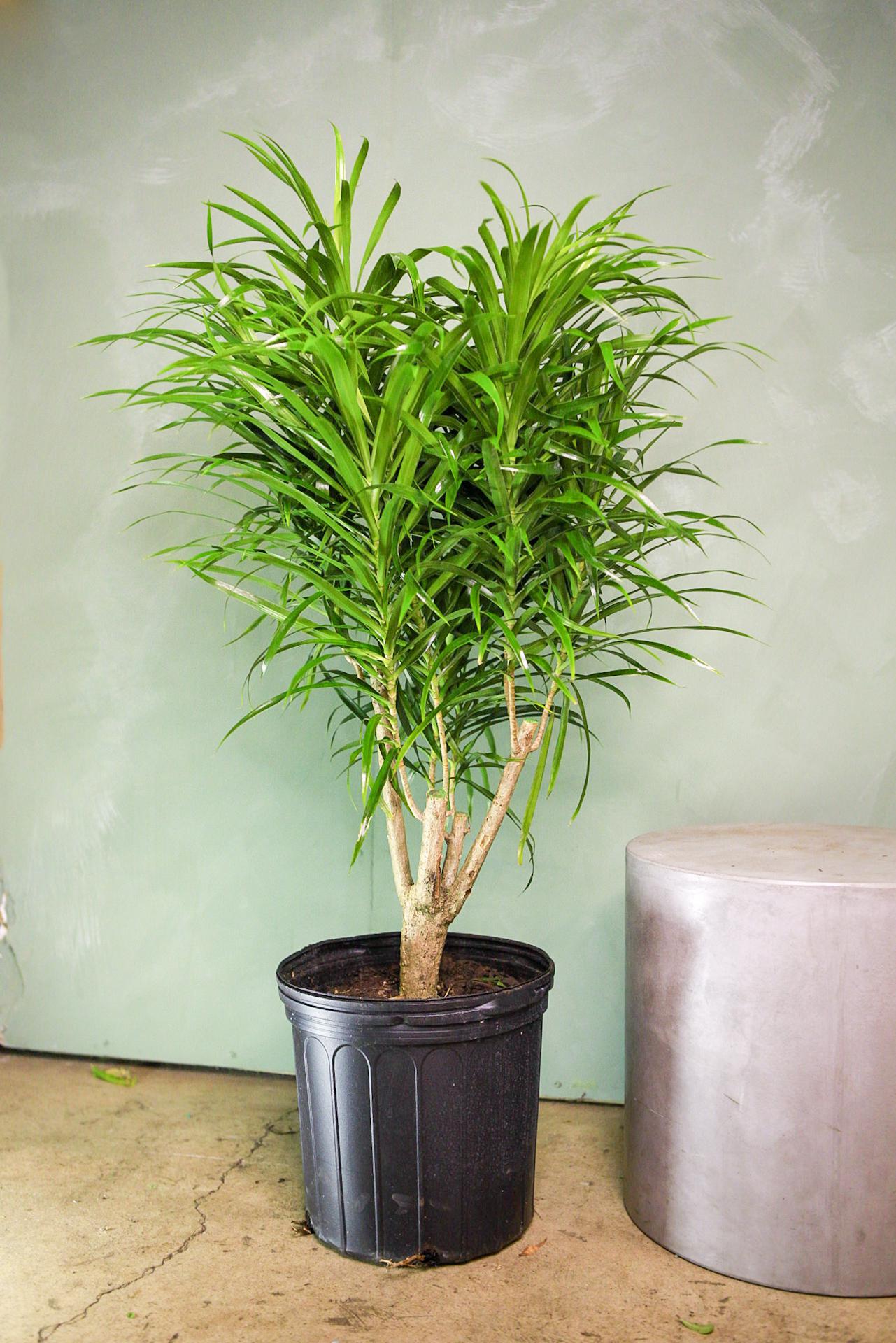 Dracaena 'Anita'