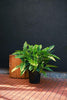 Philodendron 'Narrow'