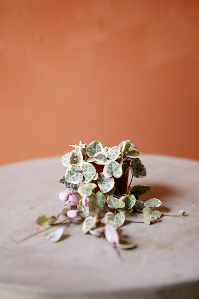 String of Hearts 'Pretty Pink'