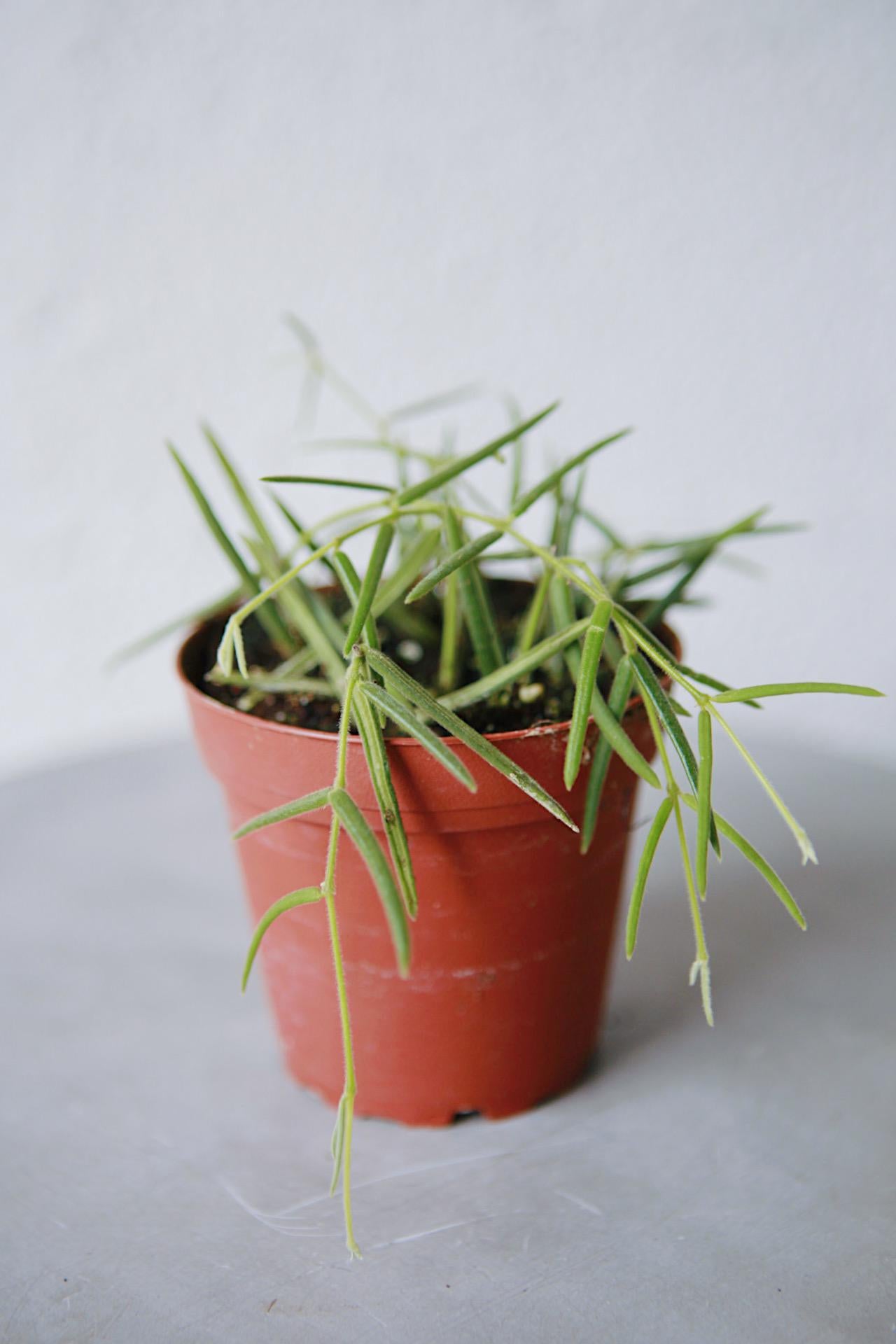 Hoya linearis