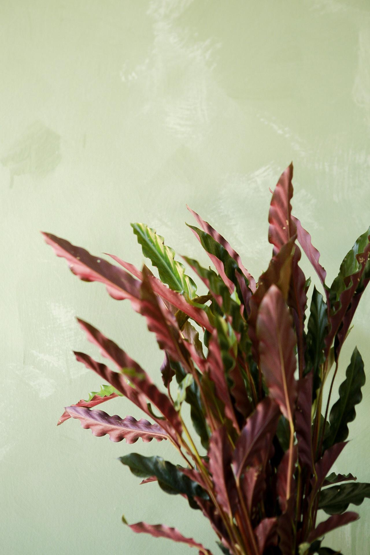 Calathea 'Furry Feather'