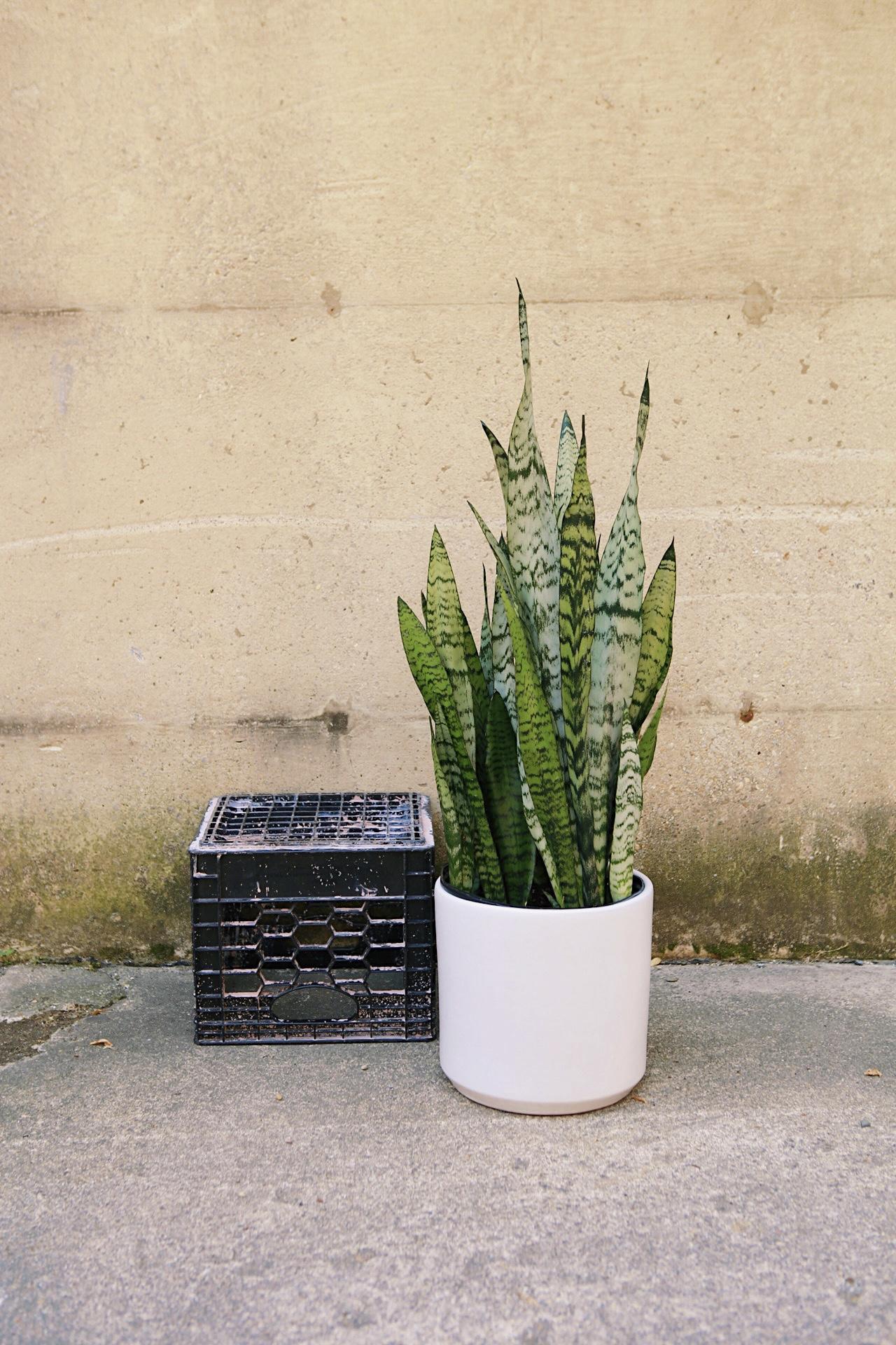 Clay Cylinder Planter