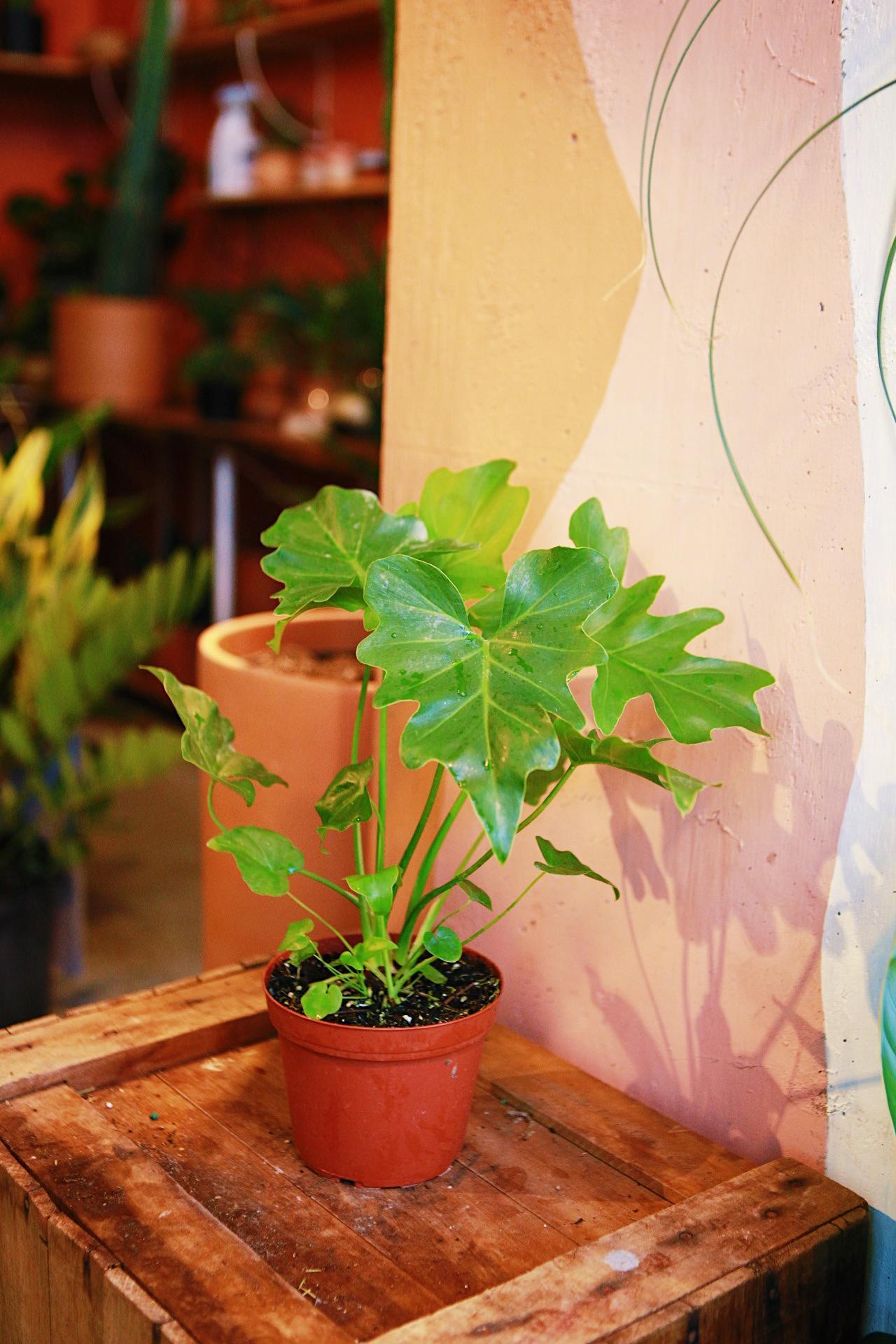 Philodendron Selloum 'Hope'