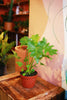 Philodendron Selloum 'Hope'