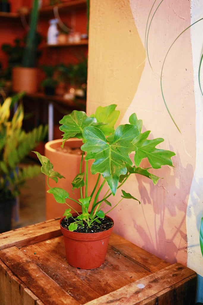 Philodendron Selloum 'Hope'