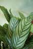 Calathea Exotica