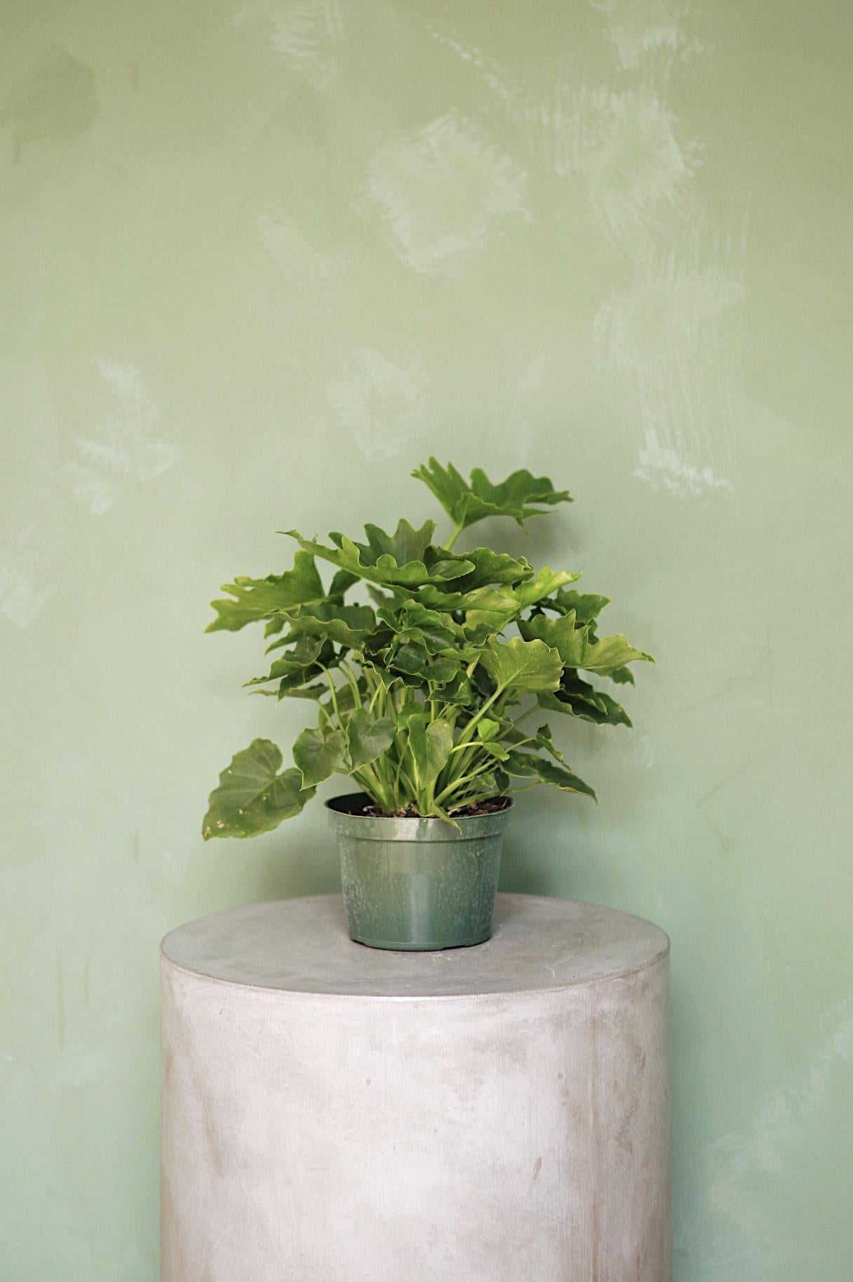 Philodendron "Shangri-La"