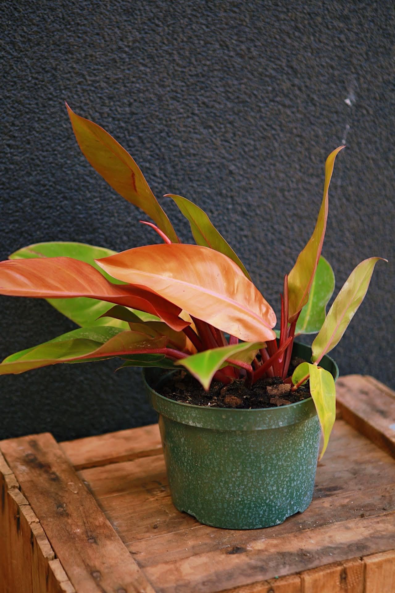 Philodendron 'Prince of Orange'