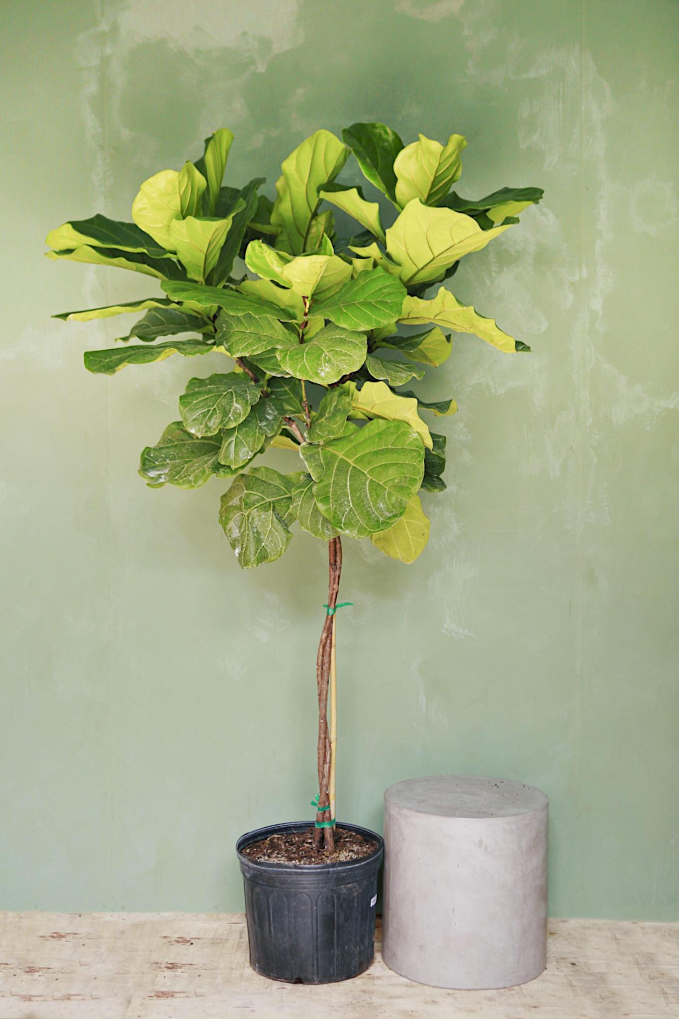 Fiddle Leaf Fig