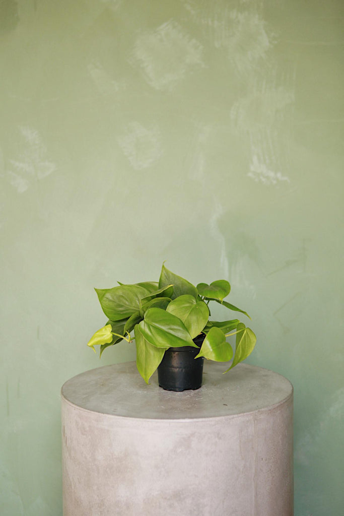 Heart Leaf Philodendron
