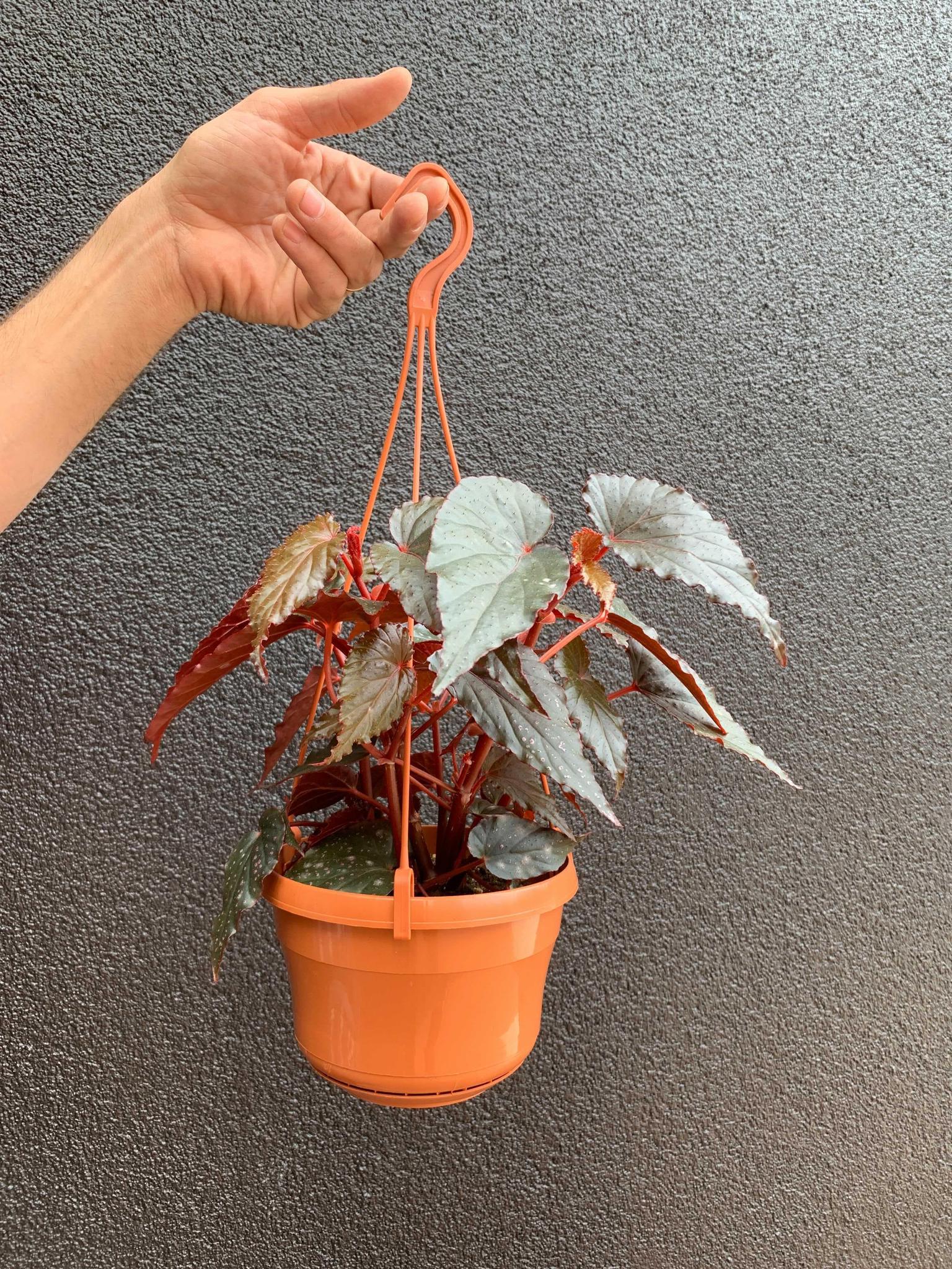 Angel Wing Begonia