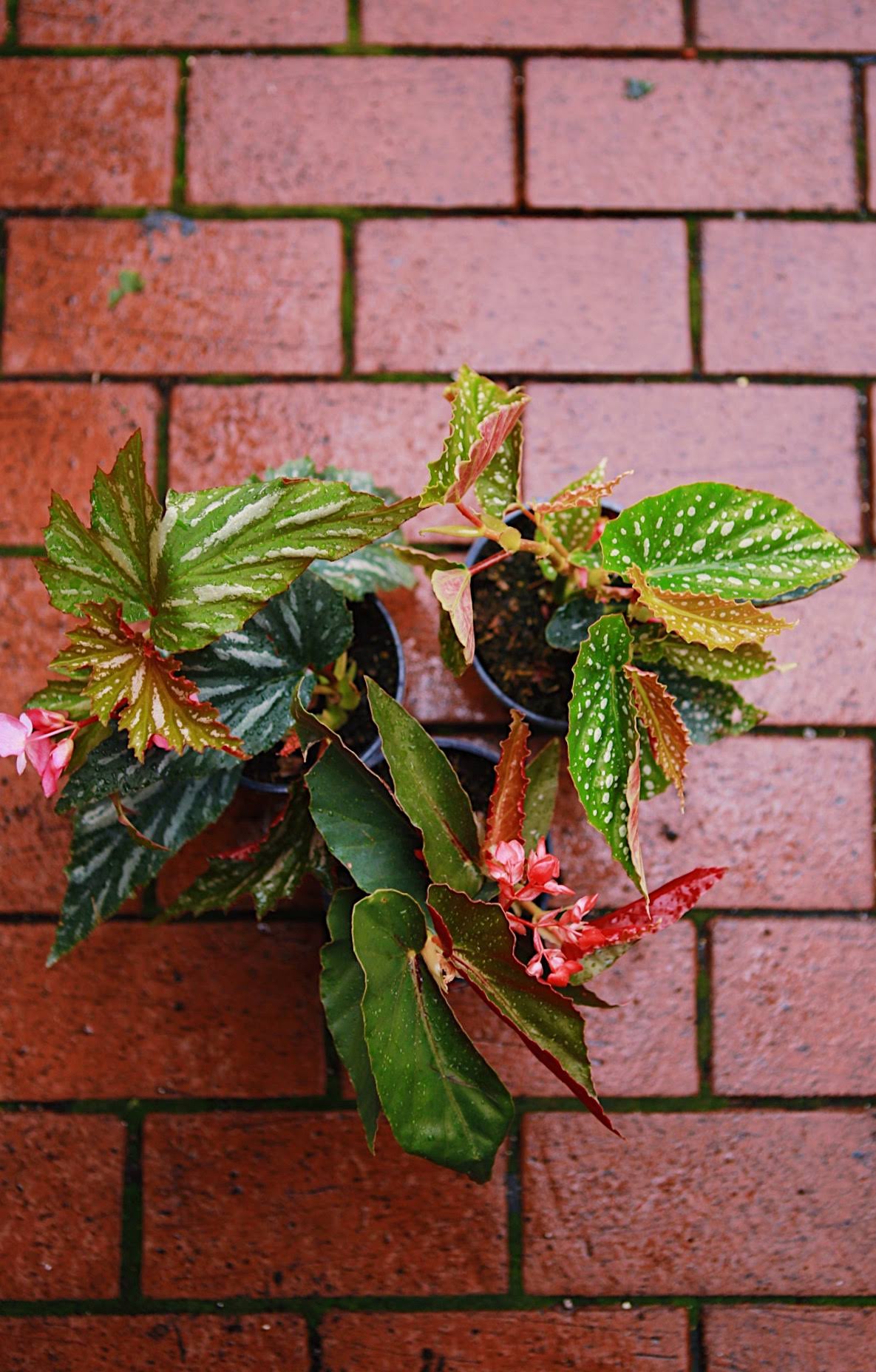 Angel Wing Begonia