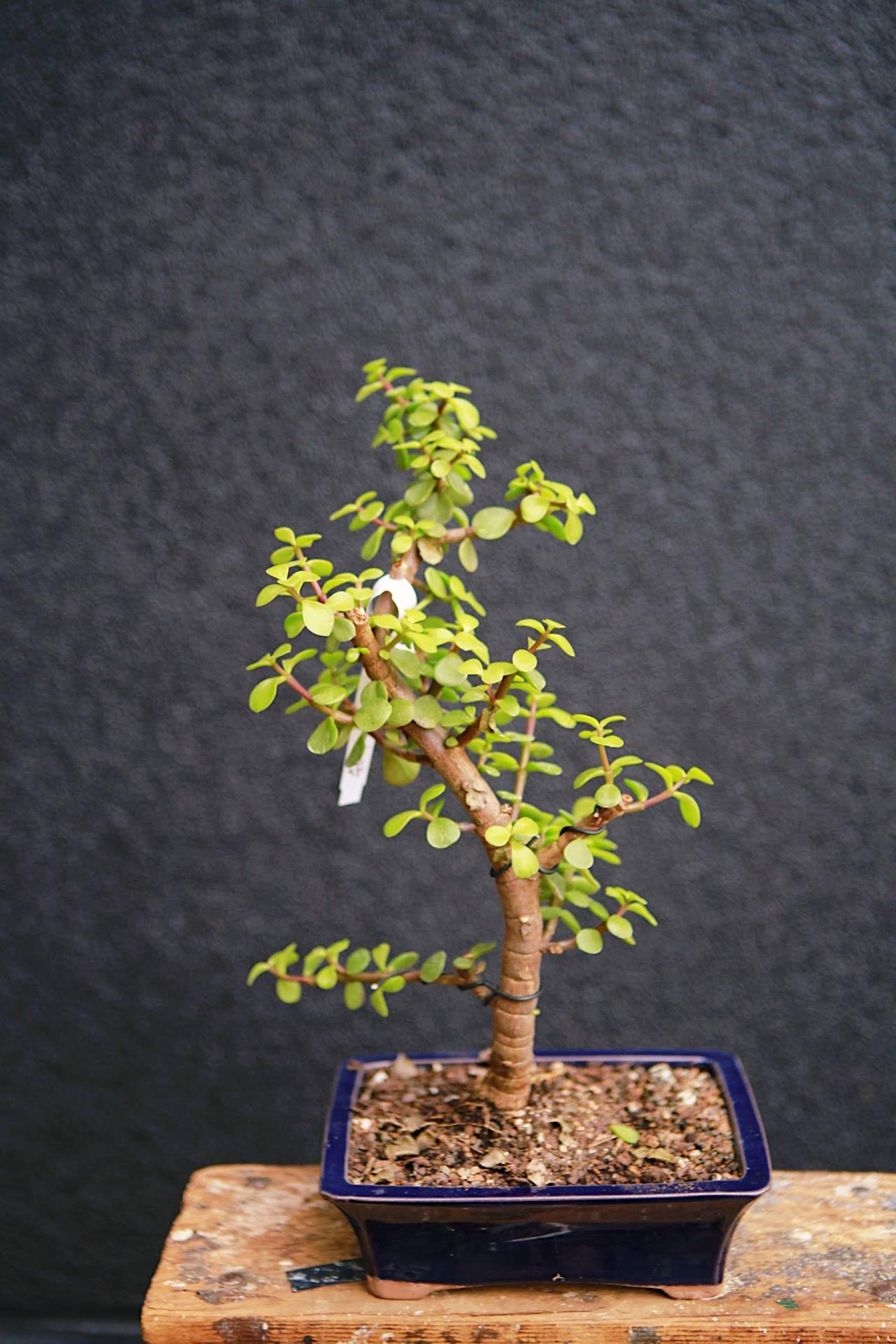 Bonsai