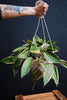 Hoya macrophylla