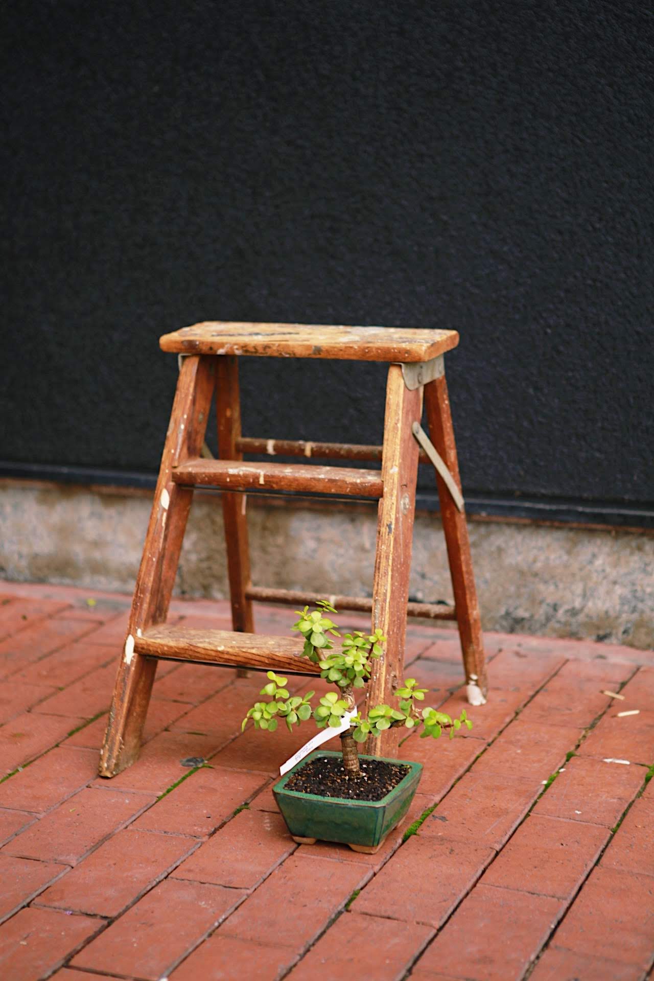 Bonsai
