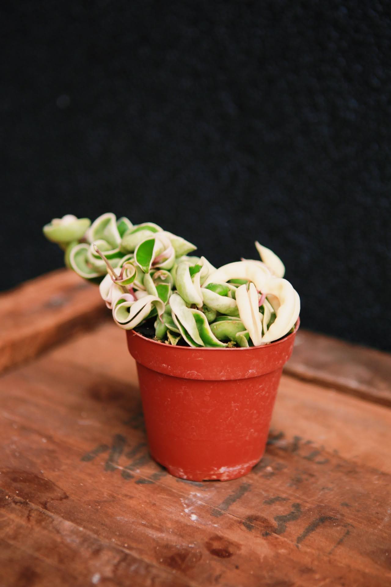 Variegated Hoya Rope