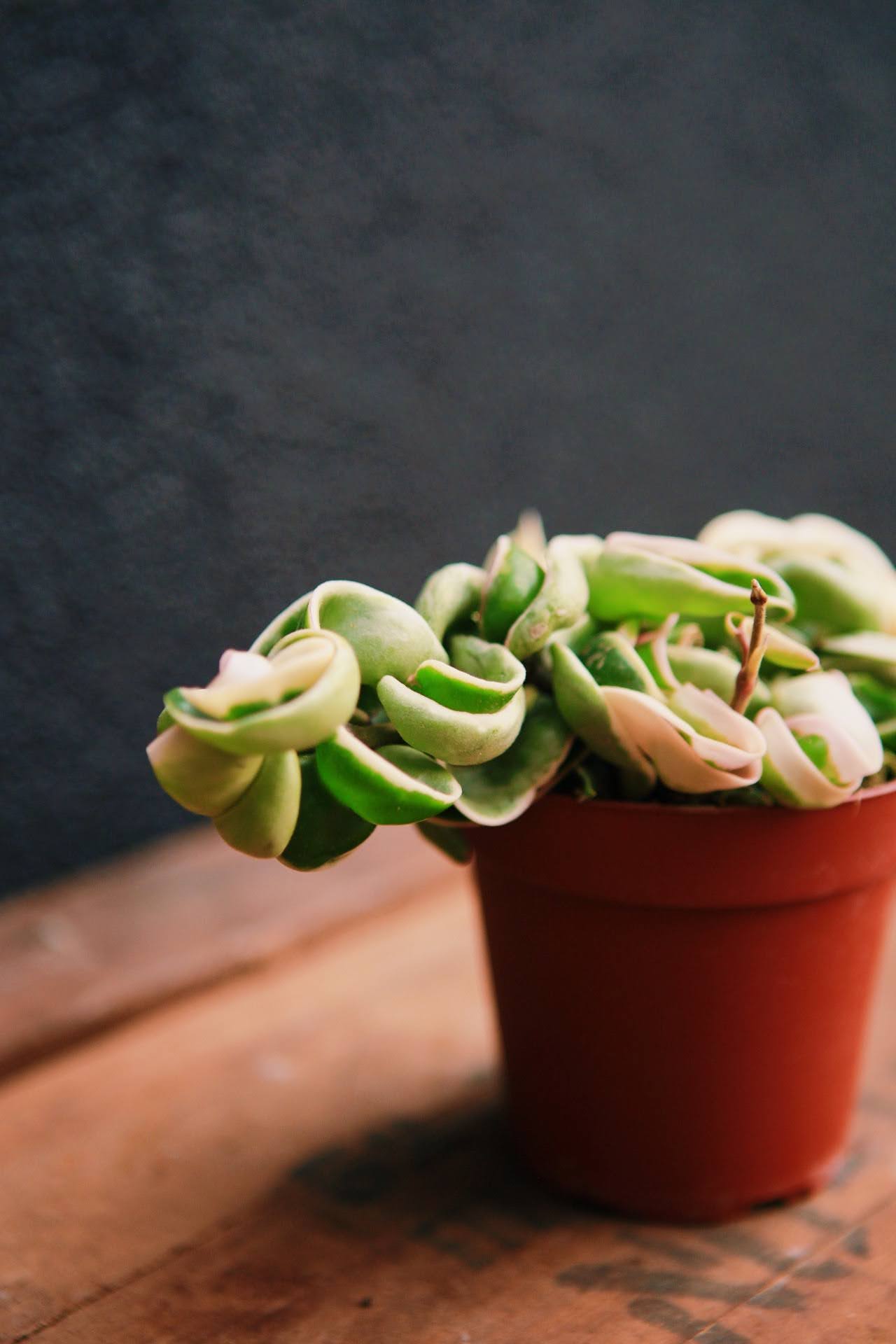 Variegated Hoya Rope