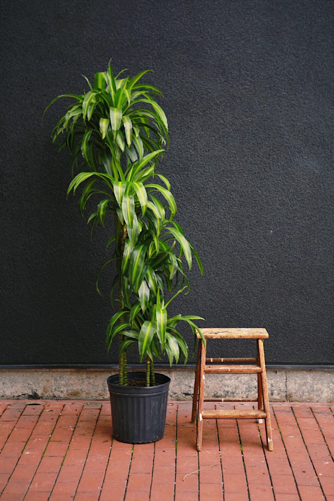 Dracaena 'Hawaiian Sunshine'