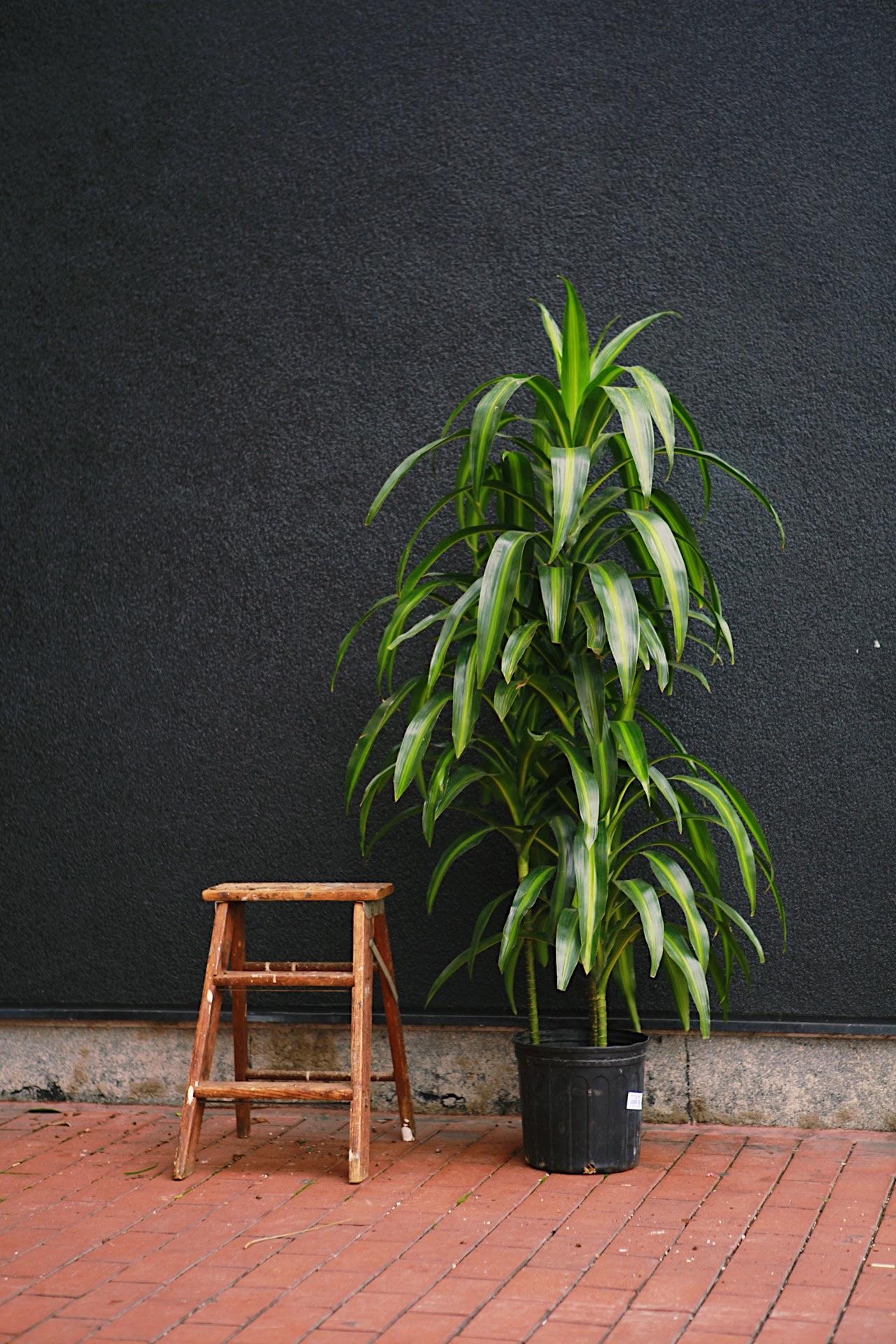 Dracaena 'Hawaiian Sunshine'
