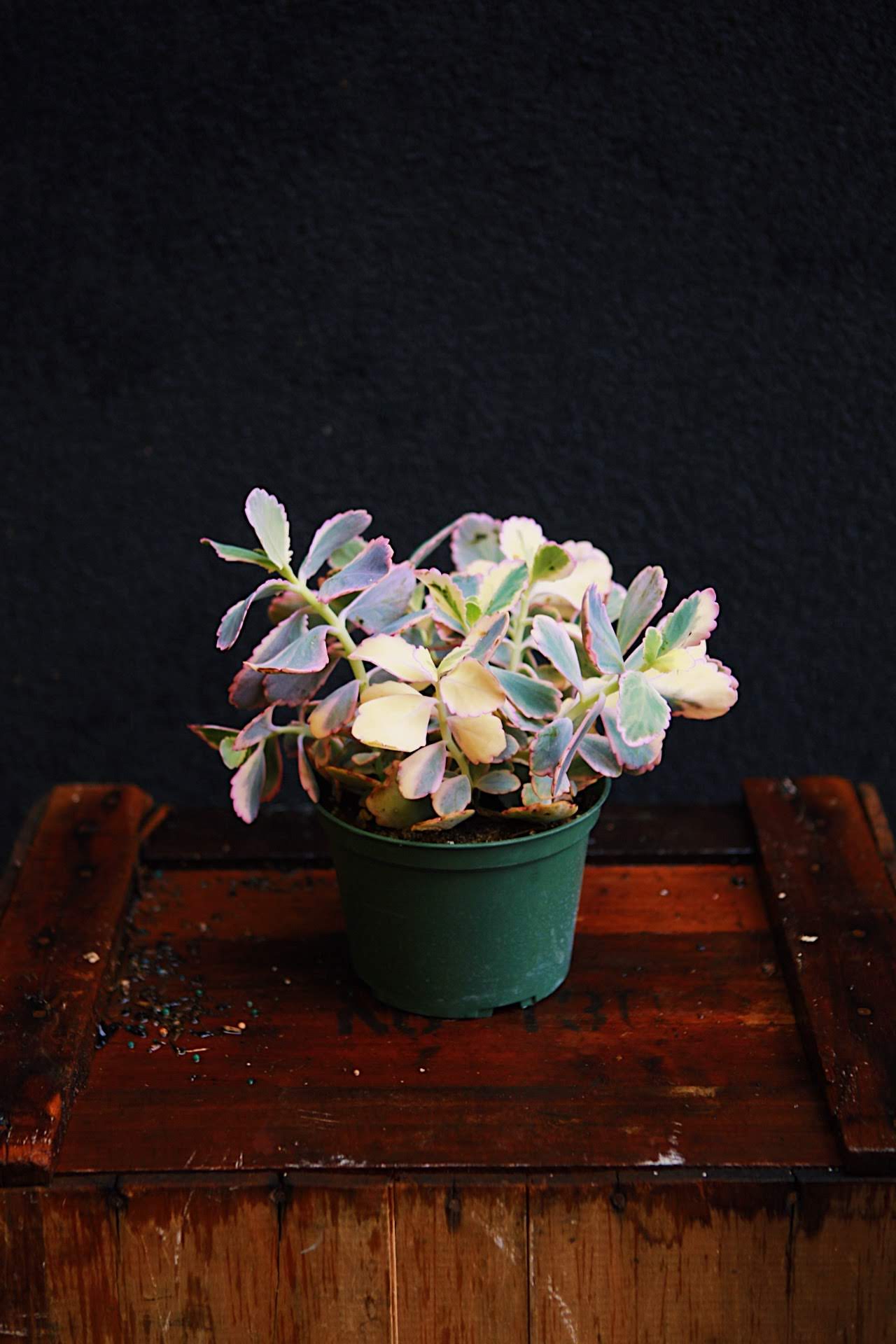 Variegated Kalanchoe