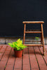 Neon Pothos