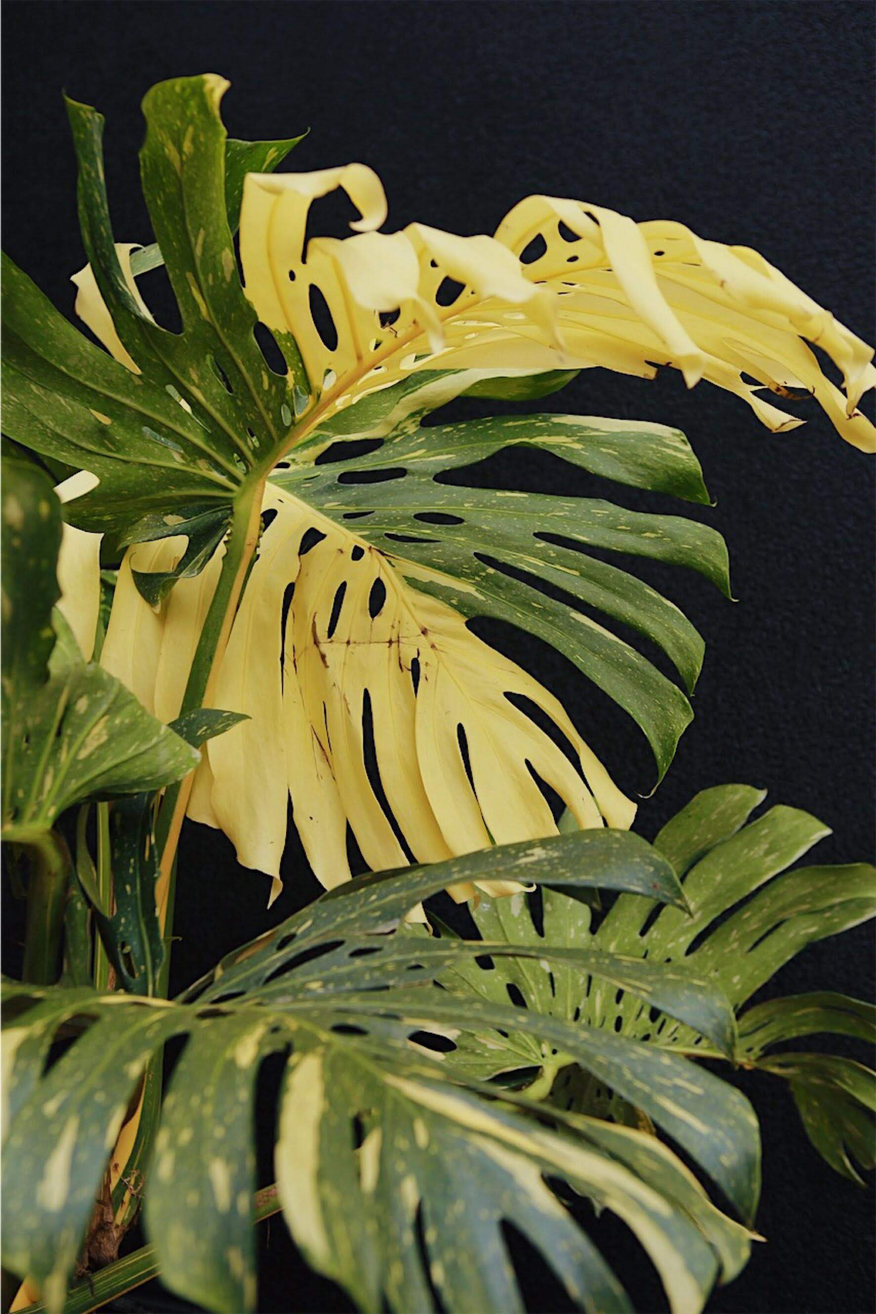 Variegated Philodendron Monstera 17'