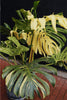 Variegated Philodendron Monstera 17'