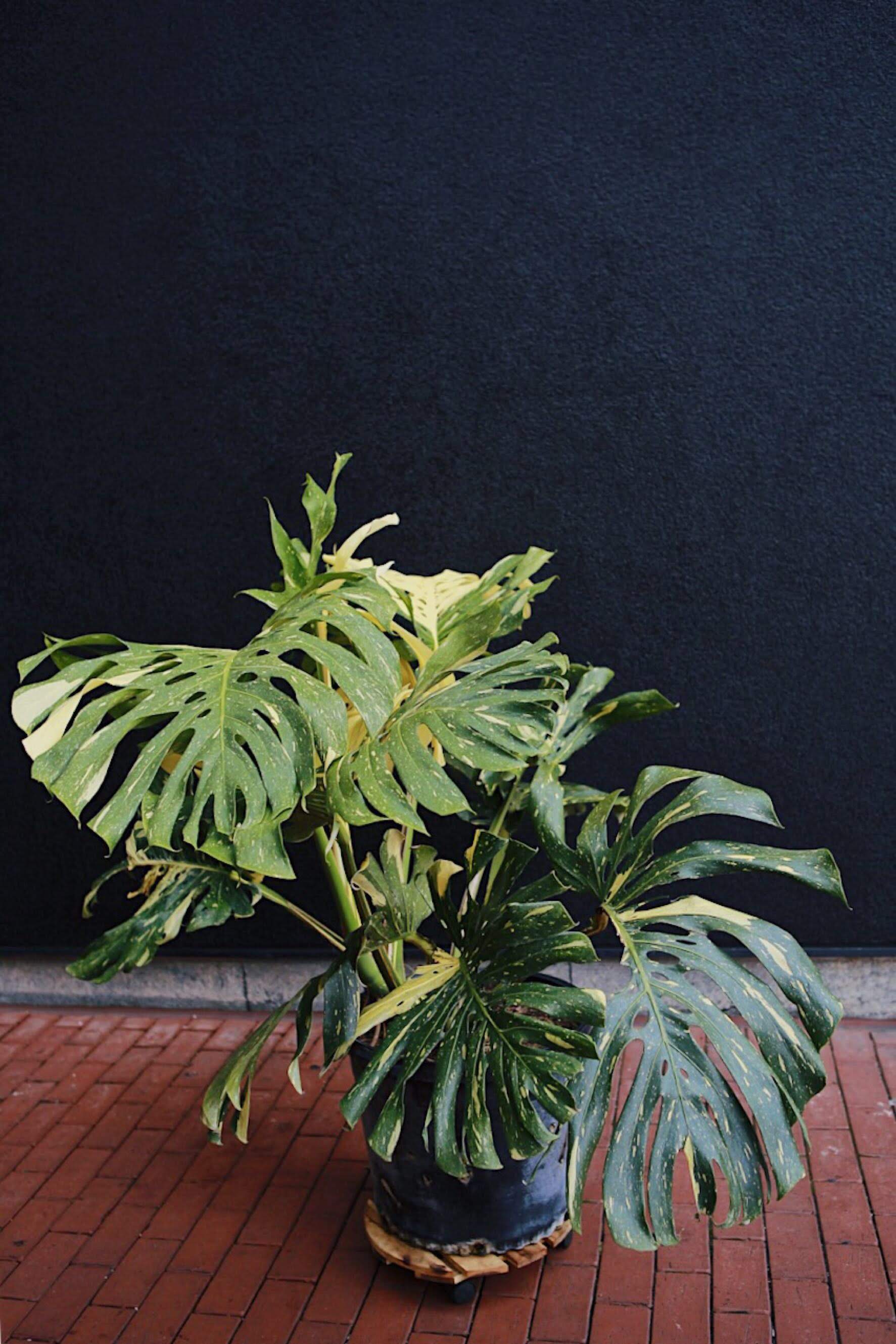 Variegated Philodendron Monstera 17'