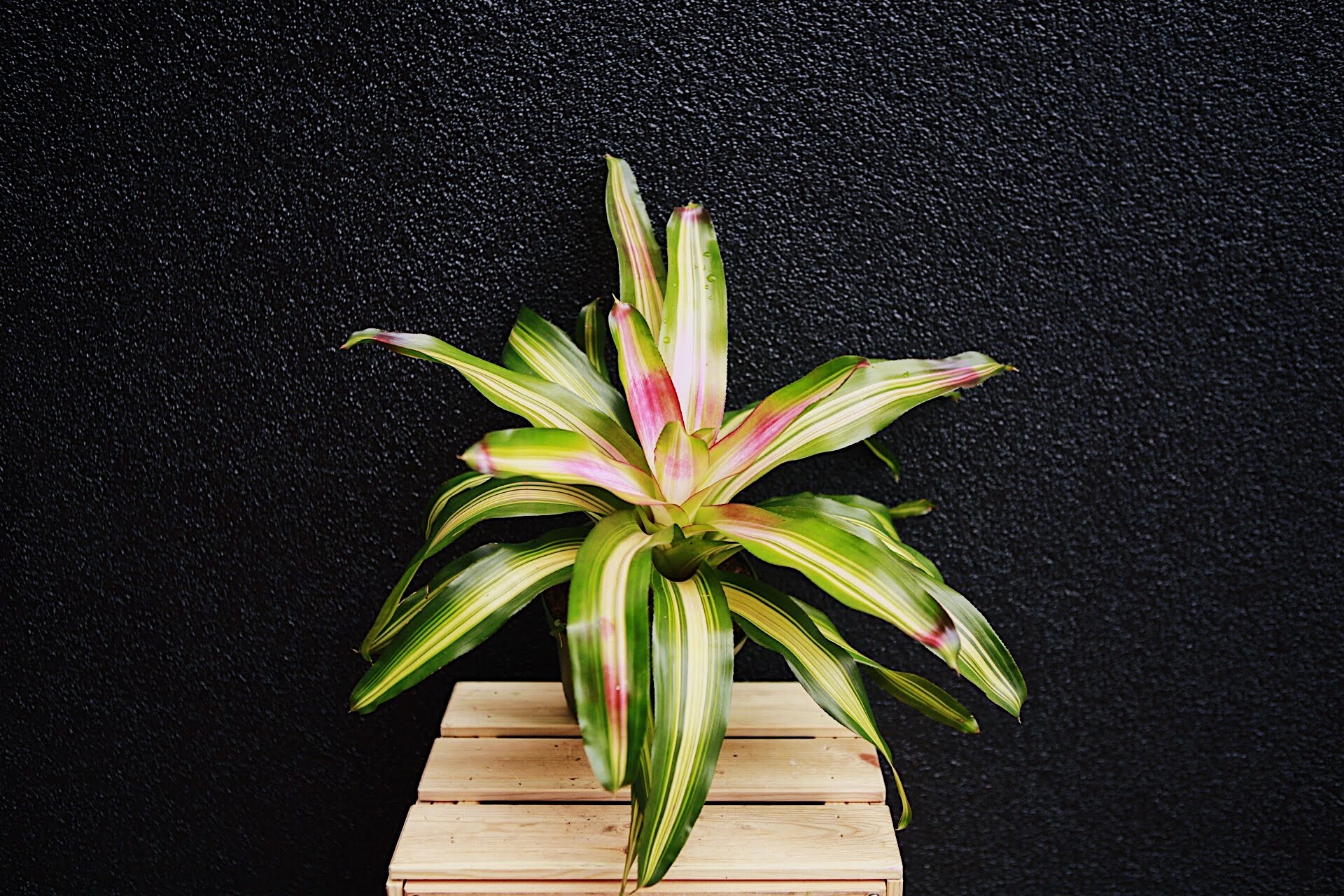 Neoregelia 6'