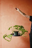 Ecopots Hanging Saucer