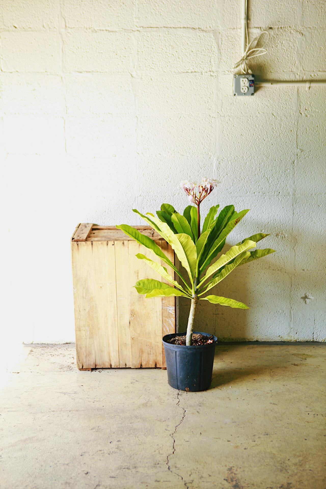 Frangipani